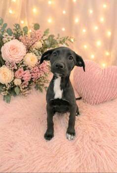 Coonhound and Mixed Breed Dogs Available for Adoption in St. Augustine, Florida - Cheyanne | PetCurious
