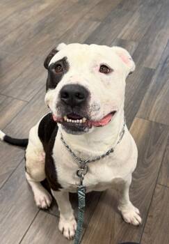 Rescue Pit Bull Terrier Dogs for Adoption in Cool, California - Bucket | PetCurious