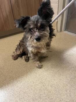 Poodle Dogs Available for Adoption in Seguin, Texas - Mandy | PetCurious