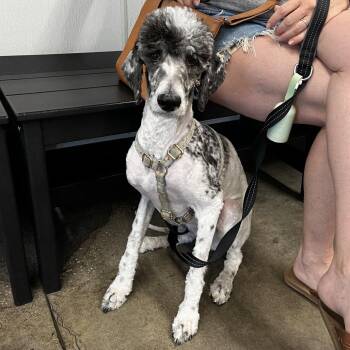 Poodle and Bernese Mountain Dog Dogs Available for Adoption in Tampa, Florida - Franny | PetCurious