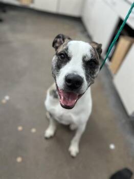 Mixed Breed Dogs Available for Adoption in Dallas, Texas - USHER | PetCurious