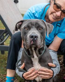 Mixed Breed Dogs Available for Adoption in Chamblee, Georgia - Frank Rearden | PetCurious
