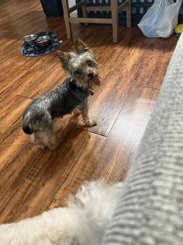 Rescue Yorkshire Terrier and Mixed Breed Dogs for Adoption in Fort Worth, Texas - Gwyneth | PetCurious