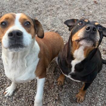 Hound and Mixed Breed Dogs Available for Adoption - Gigi | PetCurious