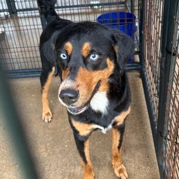 Penguin RN -  Mixed Breed Dog for Adoption in Lake Jackson, Texas - Penguin RN | PetCurious