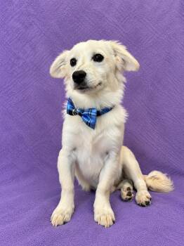 Leo -  Maltese Dog for Adoption in Lodi, California - Leo | PetCurious