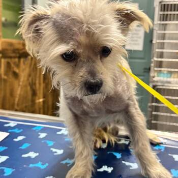Scar -  Yorkshire Terrier Dog for Adoption in Chico, California - Scar | PetCurious