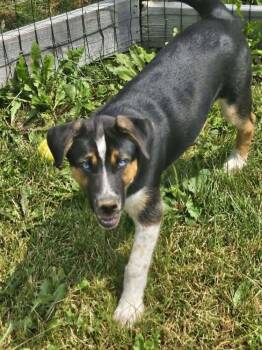 VADER -  Husky and Australian Cattle Dog Blue Heeler Dog for Adoption in Thompson, Pennsylvania - VADER | PetCurious