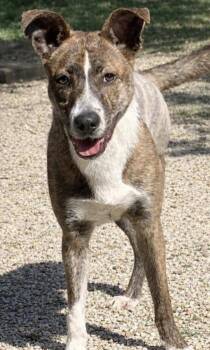 Shepherd and Mixed Breed Dogs Available for Adoption - Willow | PetCurious