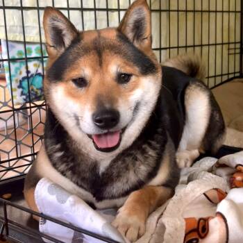 Shiba Inu Dogs Available for Adoption - Yasha | PetCurious