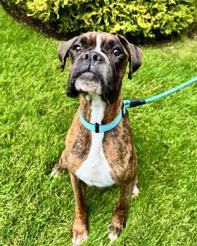 Boxer Dogs Available for Adoption in Monticello, New York - Reggie | PetCurious