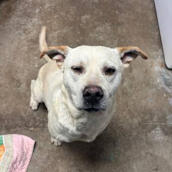 Goose -  Mixed Breed Dog for Adoption in Corbin, Kentucky - Goose | PetCurious