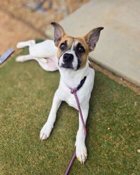 Keller -  Mixed Breed Dog Available for Adoption in Douglasville, Georgia - Keller | PetCurious
