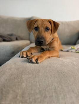 Lucky -  German Shepherd Dog Dog for Adoption in Austin, Texas - Lucky | PetCurious