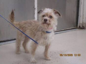 Terrier Dogs Available for Adoption in Marietta, Georgia - Mila(319) | PetCurious