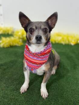 Chihuahua and Rat Terrier Dogs Available for Adoption in Carlsbad, California - Sol | PetCurious