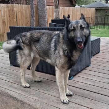 Mixed Breed Dogs Available for Adoption in Houston, Texas - Jojo | PetCurious