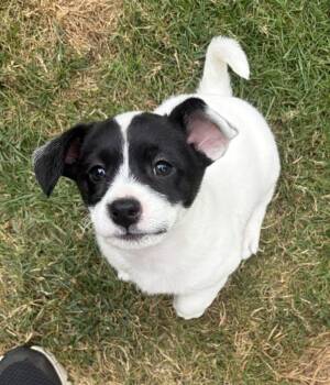Rain -  Mixed Breed Dog for Adoption in Seattle, Washington - Rain | PetCurious
