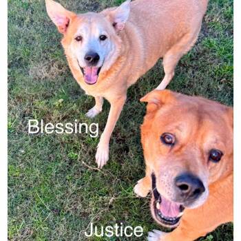 Rescue Mixed Breed Dogs for Adoption in Tunica, Mississippi - Justice & Blessing, A Bonded Pair | PetCurious