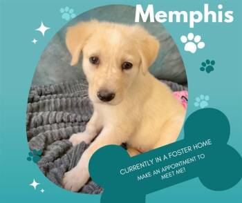 Australian Cattle Dog Blue Heeler and Great Pyrenees Dogs Available for Adoption - MEMPHIS | PetCurious
