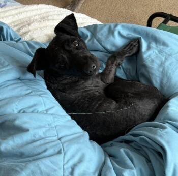 Ravioli -  Poodle Dog for Adoption in Cheektowaga, New York - Ravioli | PetCurious