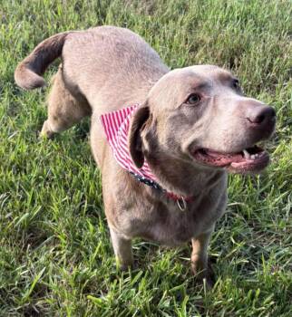 Blanche -  Labrador Retriever Dog for Adoption in Clearwater, Florida - Blanche | PetCurious