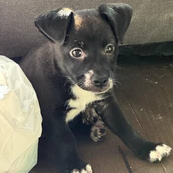 Raya -  Mixed Breed Dog for Adoption in San Francisco, California - Raya | PetCurious