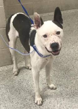 A431522 -  Pit Bull Terrier Dog for Adoption in Conroe, Texas - A431522 | PetCurious