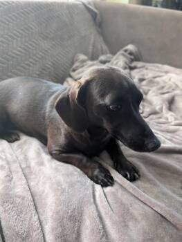 Layla -  Dachshund Dog for Adoption in Homer Glen, Illinois - Layla | PetCurious