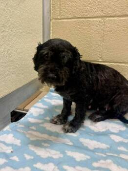 Patrisha -  Poodle and Mixed Breed Dog for Adoption in Scottsbluff, Nebraska - Patrisha | PetCurious