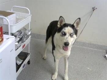 A186017 -  Siberian Husky and Mixed Breed Dog for Adoption in Pasadena, Texas - A186017 | PetCurious