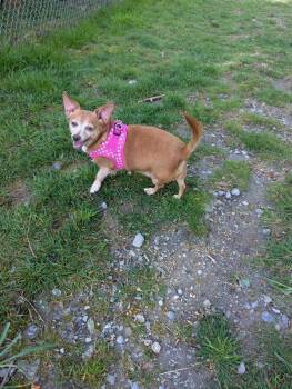 Chihuahua and Dachshund Dogs Available for Adoption in Vancouver, British Columbia - Chester *bonded To Linus* | PetCurious