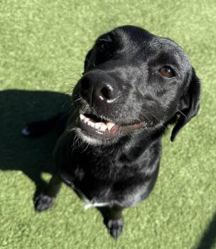 Labrador Retriever Dogs Available for Adoption - Sweetie | PetCurious