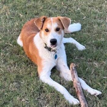 Rescue English Pointer and Husky Dogs for Adoption in Pass Christian, Mississippi - Cowboy | PetCurious