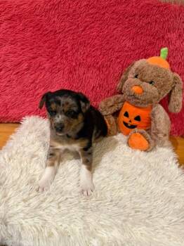 Gunther -  Mixed Breed Dog for Adoption in Hot Springs, South Dakota - Gunther | PetCurious