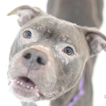 Chula -  Mixed Breed Dog for Adoption in Walker, Michigan - Chula | PetCurious