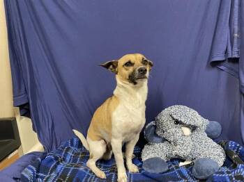 Chihuahua Dogs Available for Adoption in Modesto, California - ECHO | PetCurious
