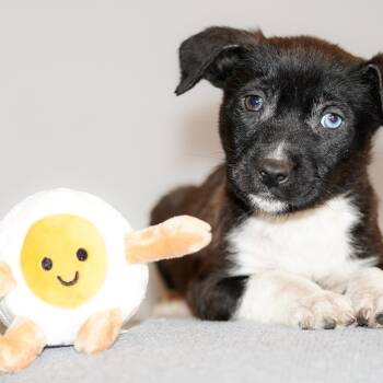 Black Mouth Cur Dogs Available for Adoption - Mimosa  | PetCurious