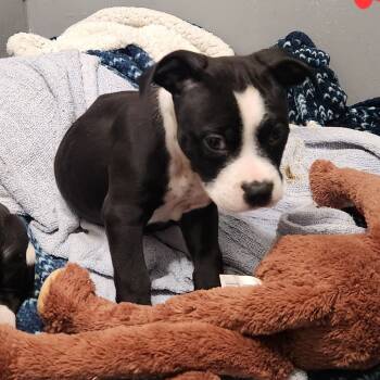 Rescue Mixed Breed Dogs for Adoption in Wappingers Falls, New York - Tanner | PetCurious