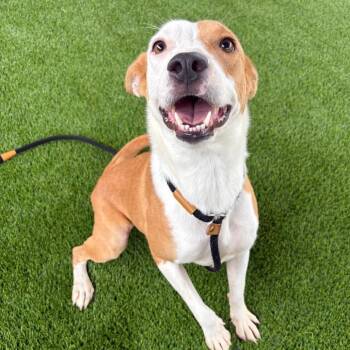 Yodi -  Mixed Breed Dog for Adoption in Saint Joseph, Missouri - Yodi | PetCurious