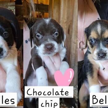Chocolate chip -  Hound and Pit Bull Terrier Dog for Adoption in Newark Valley, New York - Chocolate Chip | PetCurious