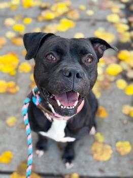 Mixed Breed Dogs Available for Adoption - Noella | PetCurious