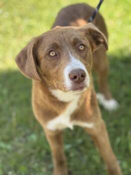 Labrador Retriever and Great Pyrenees Dogs Available for Adoption in Meherrin, Virginia - Carmella | PetCurious