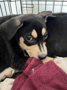 Celia of the 3Cs litter -  Rottweiler Dog for Adoption in Houston, Texas - Celia Of The 3Cs Litter | PetCurious