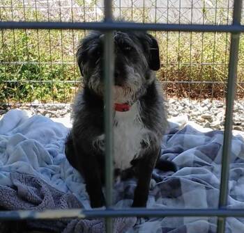 Irish Wolfhound Dogs Available for Adoption in Marshall, North Carolina - Rowdy Rambo | PetCurious