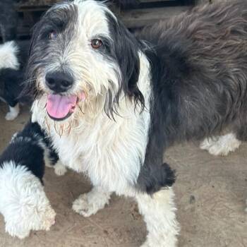 Terrier and Labrador Retriever Dogs Available for Adoption - Dawn | PetCurious