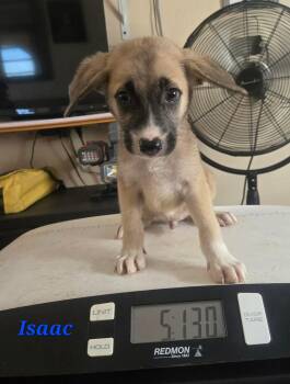 Labrador Retriever Dogs Available for Adoption in Huntington, New York - Isaac | PetCurious