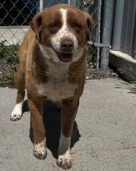 Border Collie Dogs Available for Adoption in Elko, Nevada - Bianka /60823199 | PetCurious
