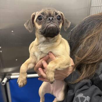 Dolly Pugton -  Pug and Chihuahua Dog for Adoption in New York, New York - Dolly Pugton | PetCurious
