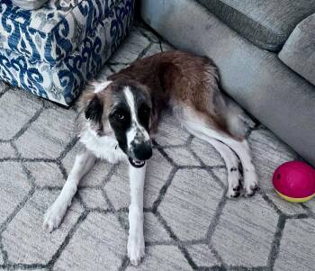 Brynn -  German Shepherd Dog and Great Pyrenees Dog for Adoption in Thomasville, North Carolina - Brynn | PetCurious